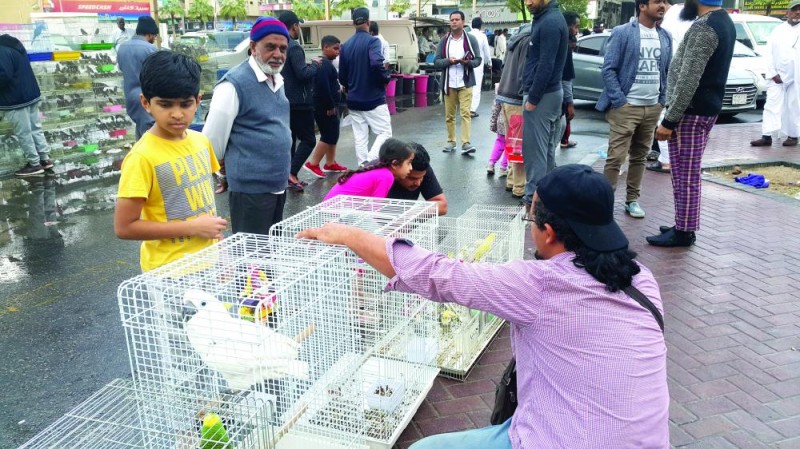 سوق الطيور بالدمام.. ملتقى هواة «الأنواع النادرة»