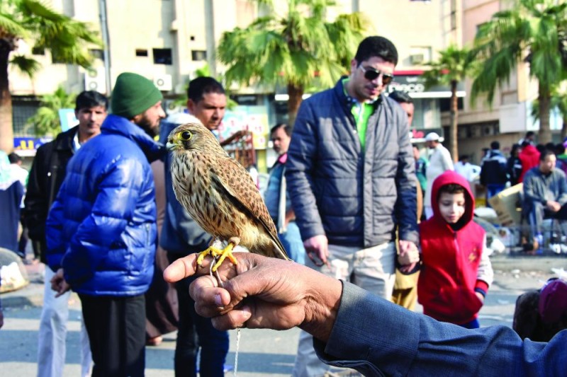 سوق الطيور بالدمام.. ملتقى هواة «الأنواع النادرة»