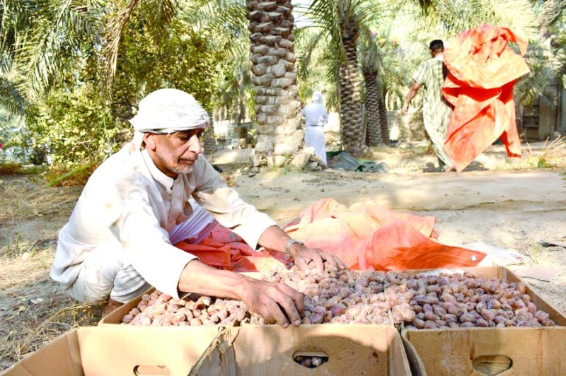 2030 تعزز حضور التمور السعودية على خارطة العالم