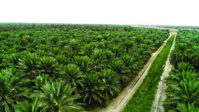 2030 تعزز حضور التمور السعودية على خارطة العالم