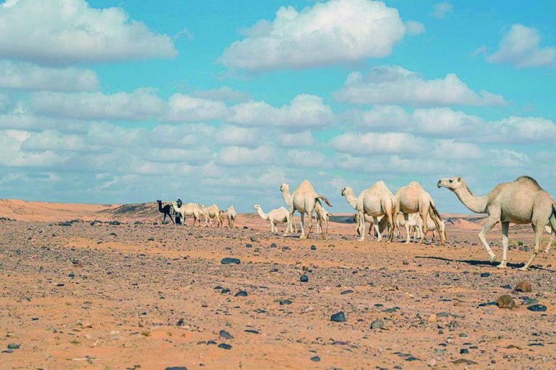 «فنون الجوف» تنظم ورشة تصوير «أصالتنا فخر»