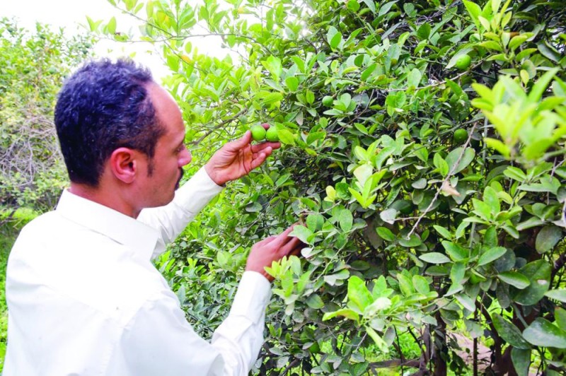 تأخير الزراعة الحل الأمثل لحماية النبات من الصقيع