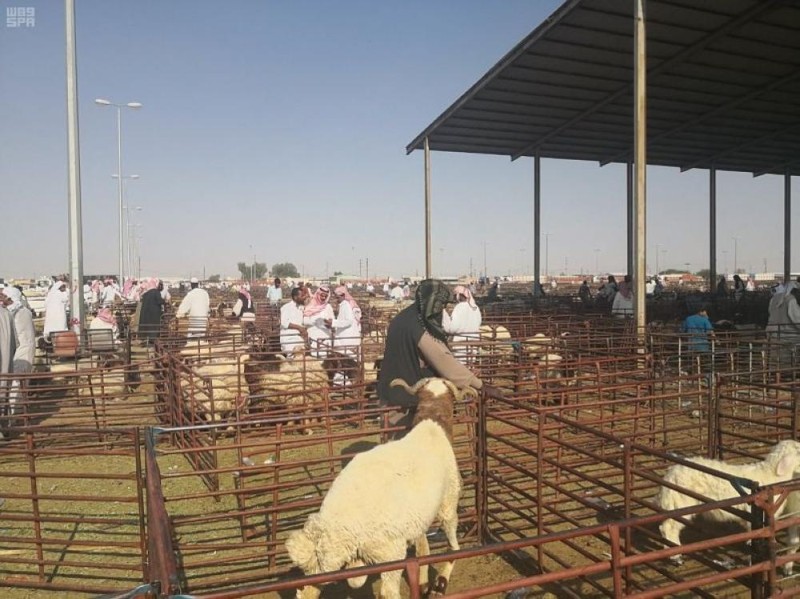 الإطاحة بعصابة سرقة الأغنام بالقصيم