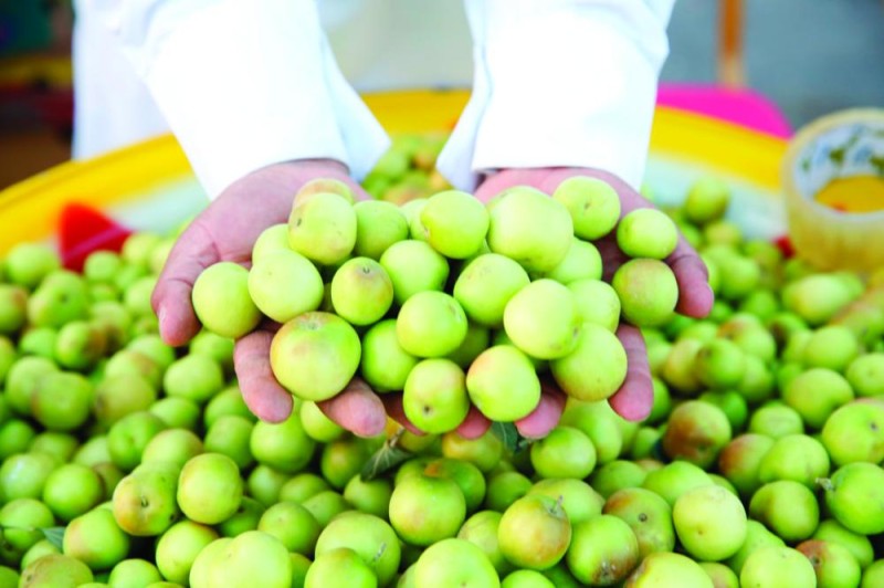 إقبال كبير على «الكنار الحساوي»