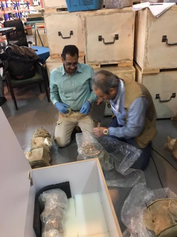 بالصور.. نقل هيكل عظمي لحوت ضخم إلى معمل الأحافير