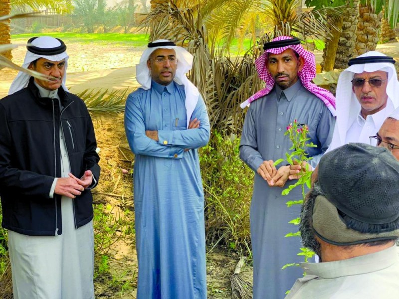 نقلة نوعية في جماليات مزارع الورد الأحسائي