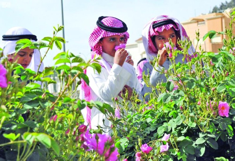 «الورد الطائفي».. مصدر عطر الملوك والأمراء والأغلى في العالم