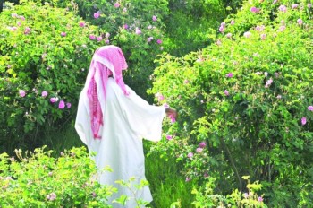 «الورد الطائفي».. مصدر عطر الملوك والأمراء والأغلى في العالم