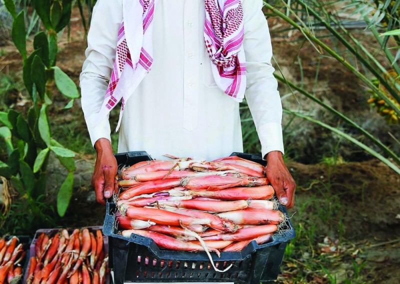 بدء «سنانة» البصل في مزارع الأحساء