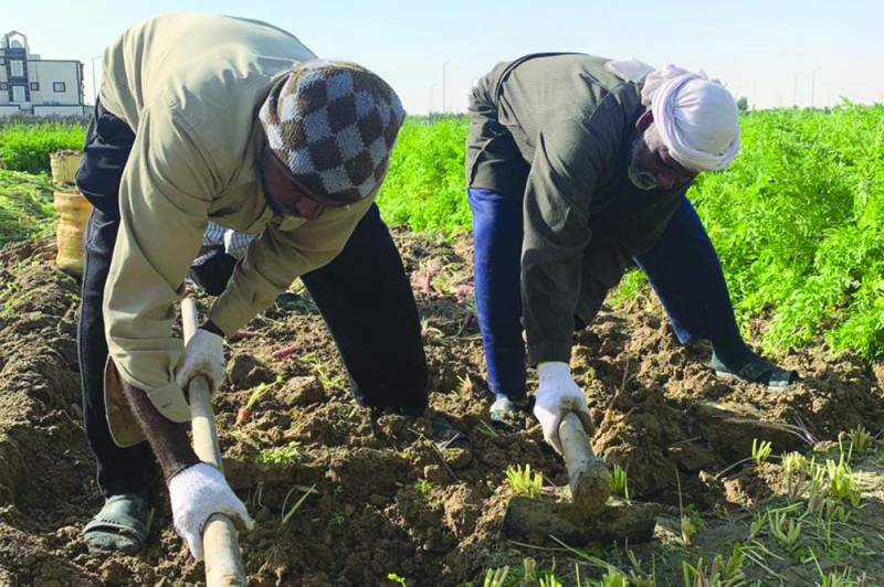 «الجزر الأحمر الحساوي ».. مهدد بالانقراض