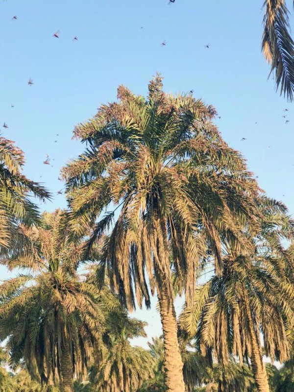 وصول الجراد إلى المزارع (اليوم)