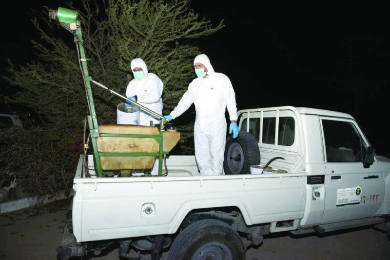 الجراد يفضل جرجير الأحساء على نخيلها