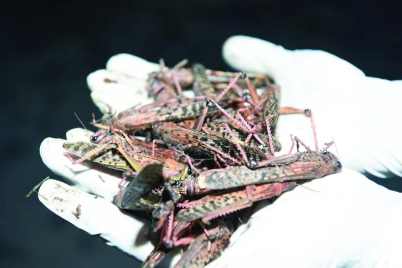 الجراد بعد إبادته