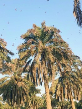 الجراد يفضل جرجير الأحساء على نخيلها