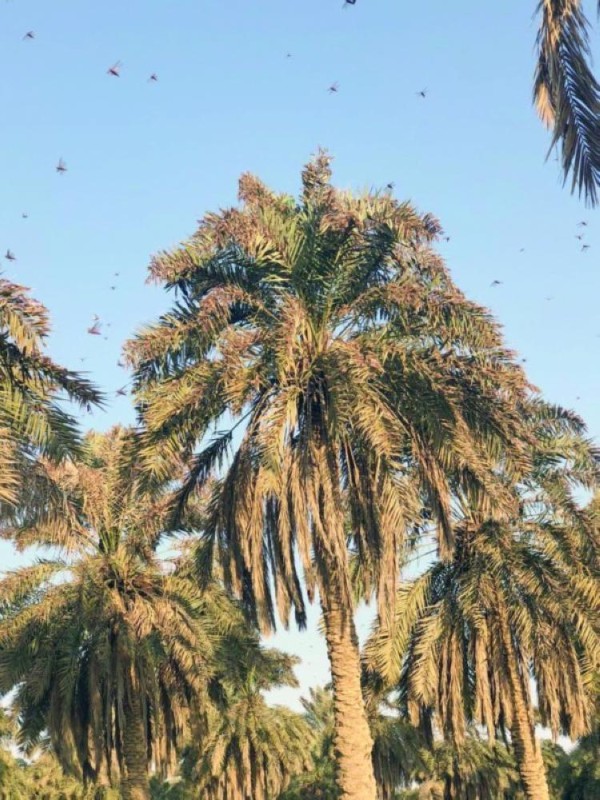 إطلاق خدمة بلاغات الجراد الصحراوي عبر «بلغ»