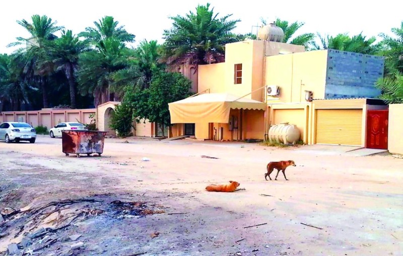 بعد مقتل طفل.. الكلاب الضالة تثير ذعرا في الأحساء
