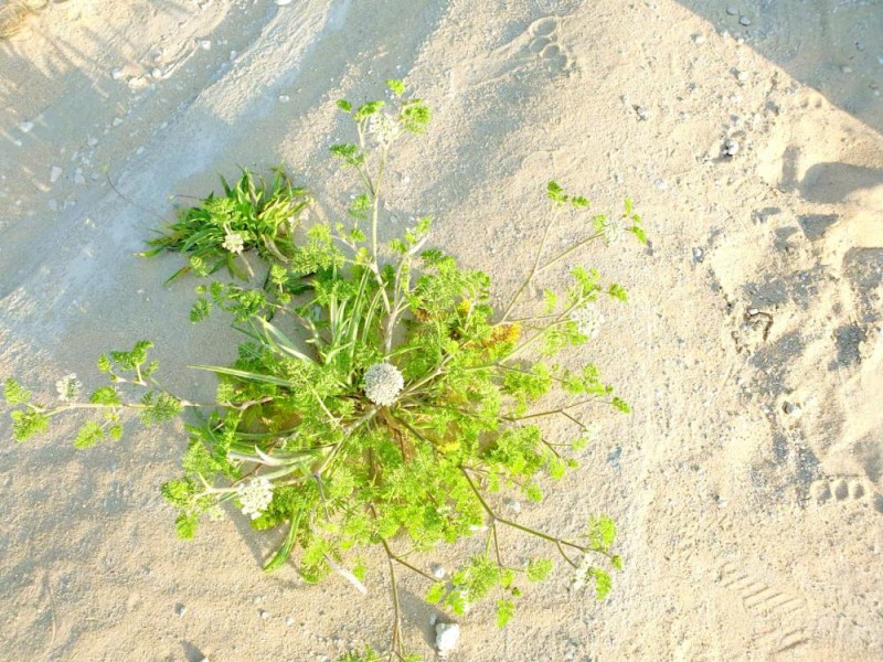 نباتات الأحساء البرية مهددة بالانقراض