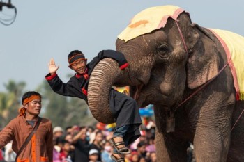 تعرف على ... ماذا تفعل الفيلة في مهرجانها؟