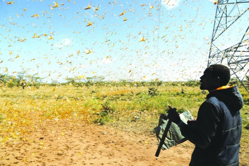 أسراب الجراد تجتاح 9 دول أفريقية
