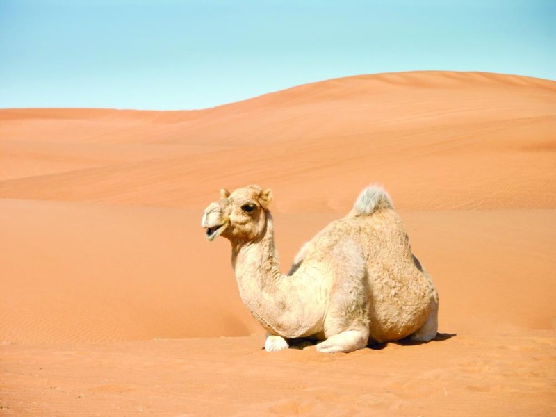 سوق لحوم الإبل تتوسع في السعودية