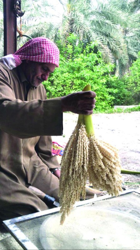 «كورونا» يقفز بأسعار لقاح النخيل