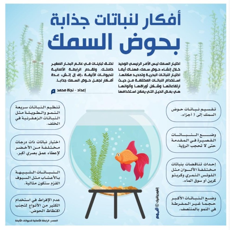 أفكار لنباتات جذابة بحوض السمك