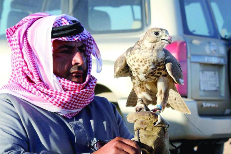 صحراء الحماد.. ملتقى أغلى صقور العالم