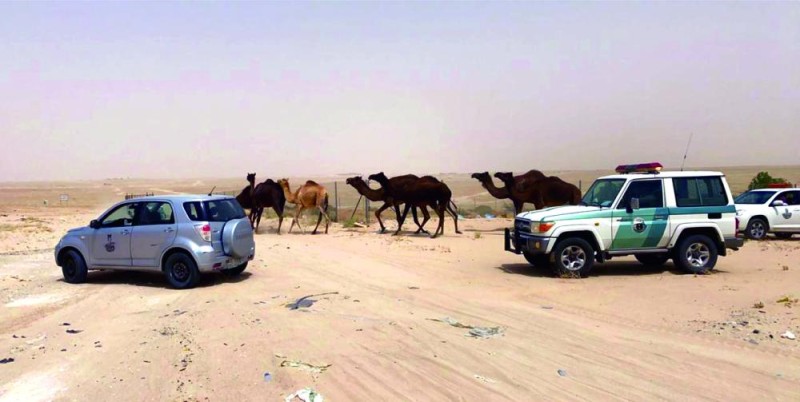 تعهد أصحاب الإبل السائبة بإبعادها عن أحياء النعيرية