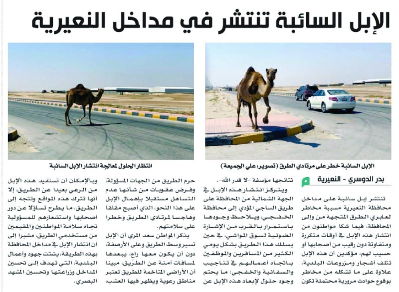 تعهد أصحاب الإبل السائبة بإبعادها عن أحياء النعيرية