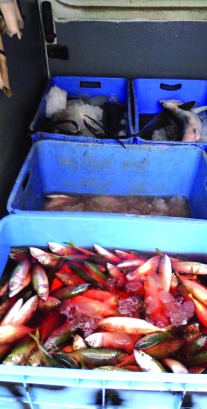 ضبط ربع طن أسماك في مركبة مخالفة