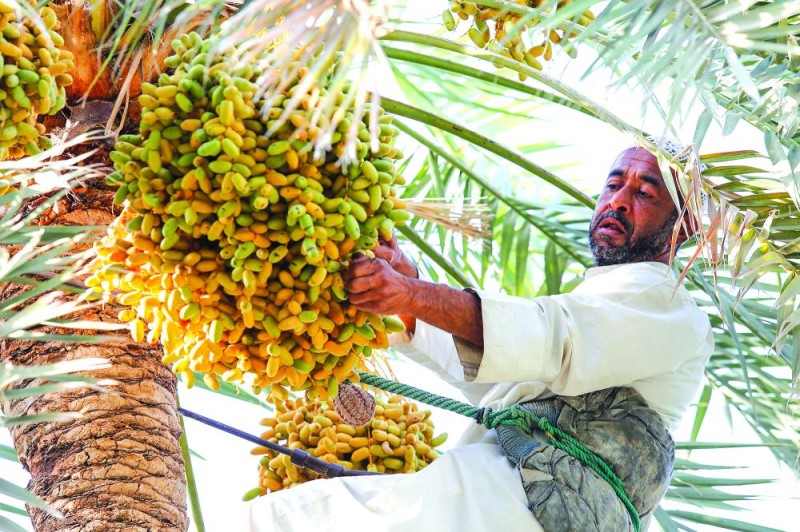 تباشير الرطب في الأحساء منتصف شوال