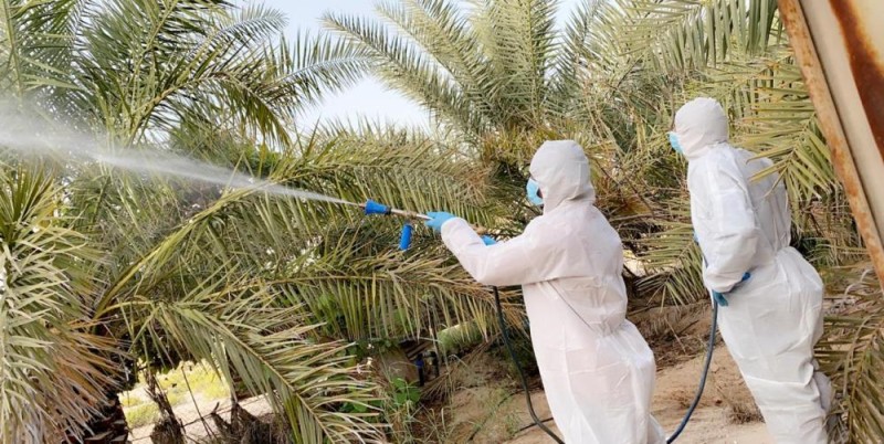 إيقاف هجوم الجراد الصحراوي على مزارع الأحساء