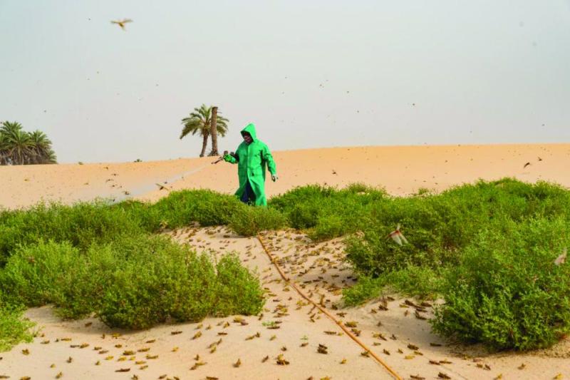 الشرقية خالية من الجراد