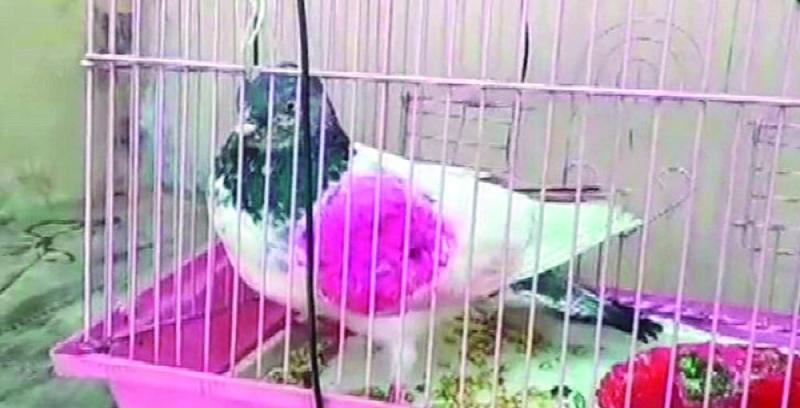 القبض على الحمامة «الجاسوسة»