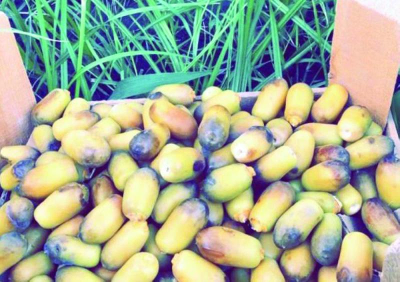 تباشير رطب «الطيار» تظهر في الأحساء