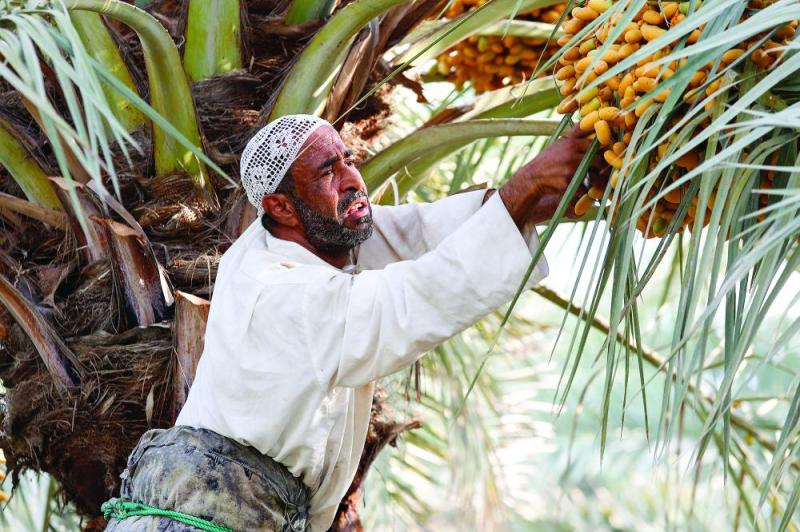 تباشير رطب «الطيار» تظهر في الأحساء