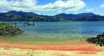 «الكركند» يلون شواطئ نيوزيلندا بالأحمر