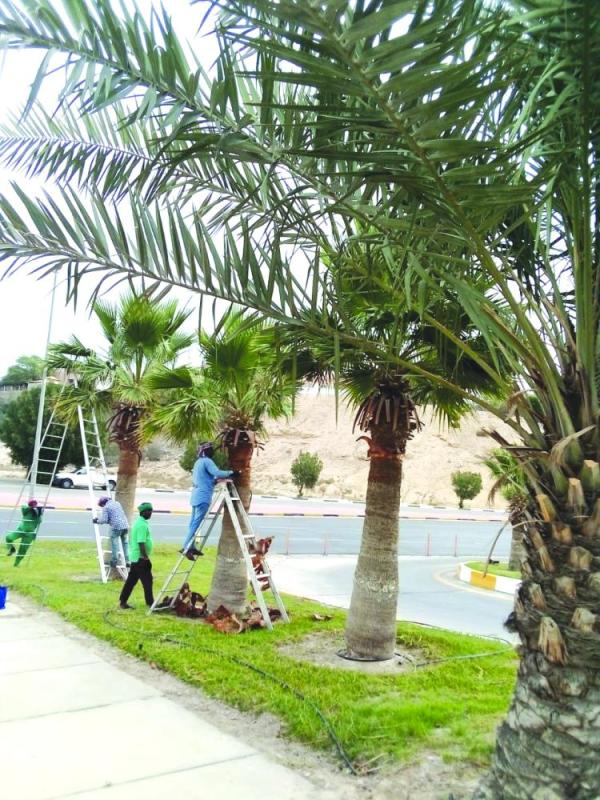 «تقليم» المسطحات الخضراء بالظهران