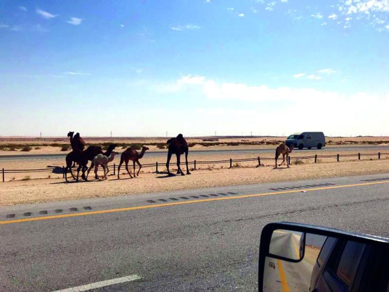 النعيرية.. الإبل السائبة خطر يهدد حياة المسافرين