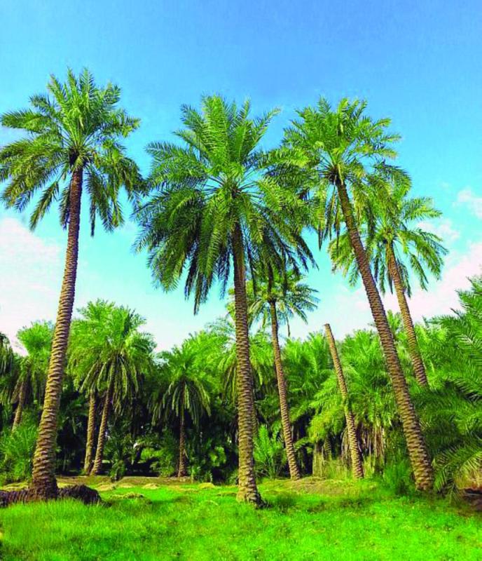 الأحساء.. واحة الآداب والفنون منذ آلاف السنين
