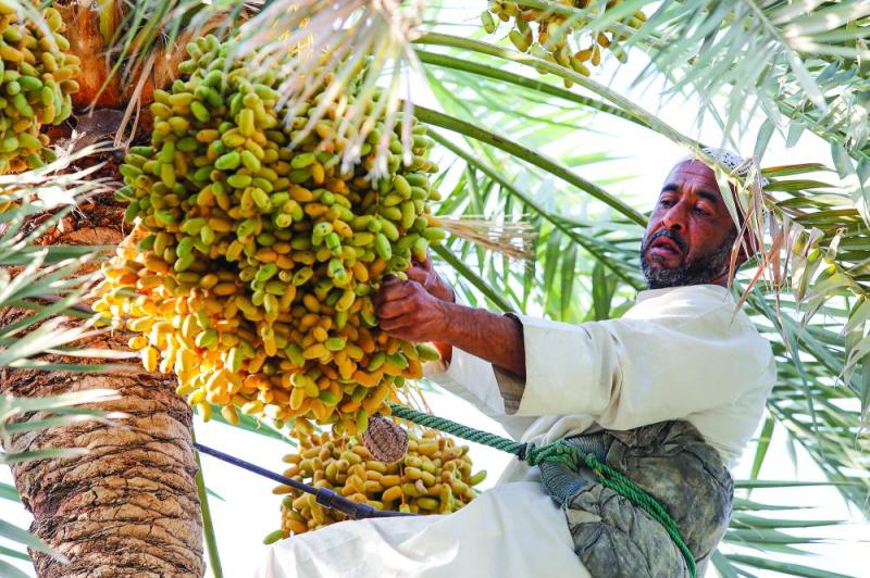 منع بيع «الرطب» في الصناديق الخشبية بالأحساء