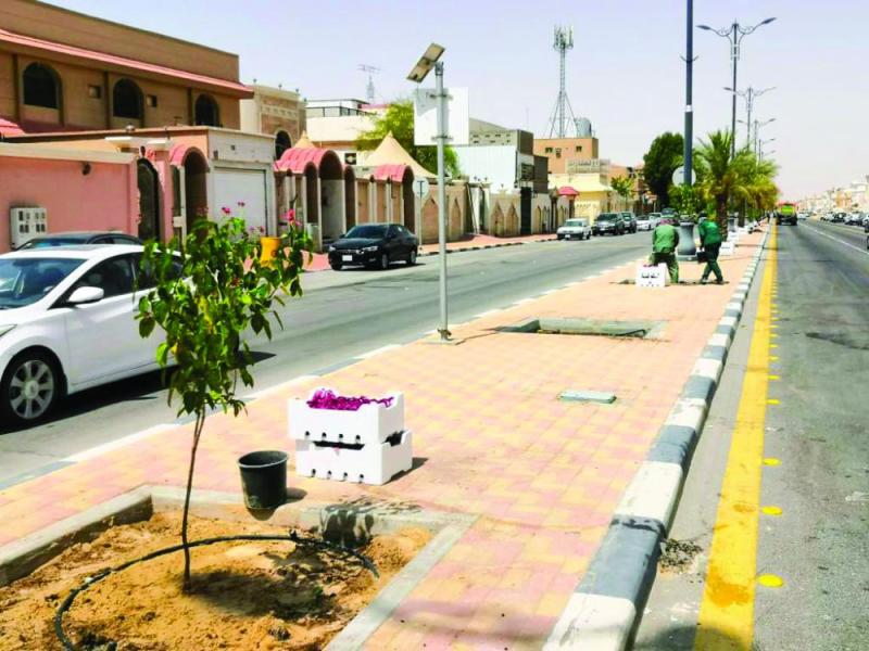 81.4 ألف شجرة وزهرة تزين بقيق