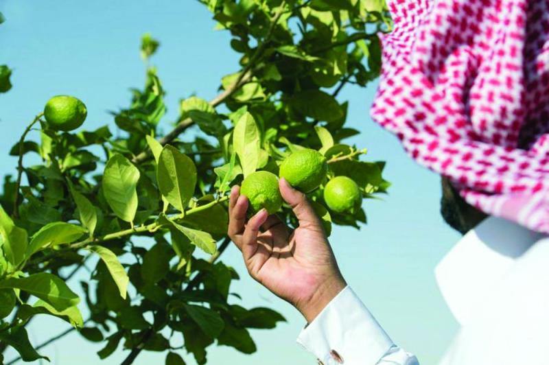 الجوف.. سلة غذاء المملكة الأولى