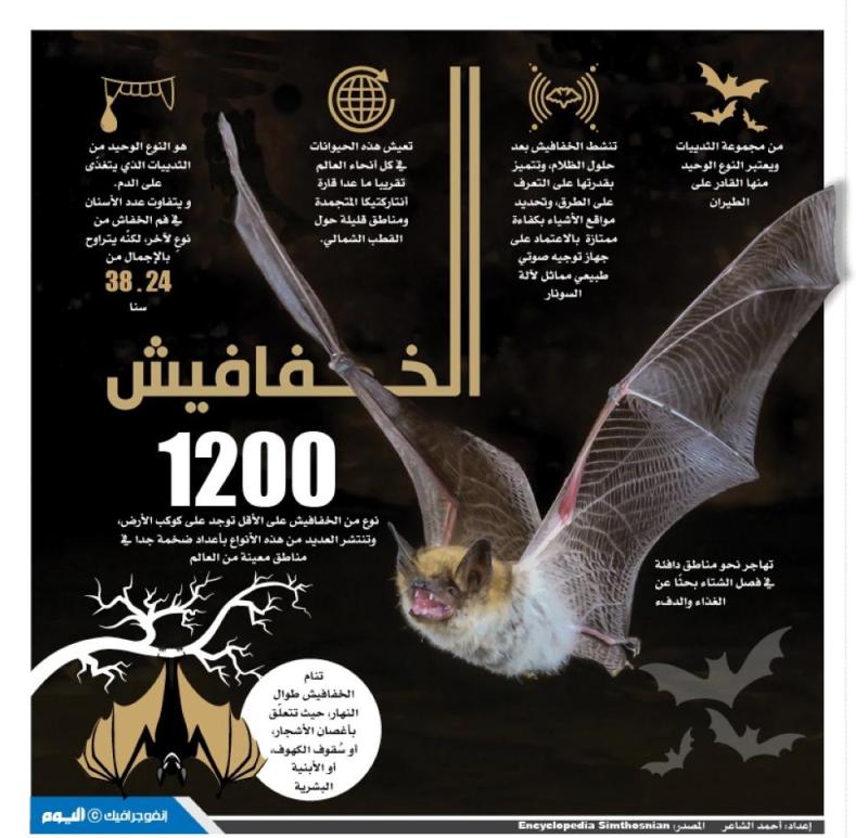 الخفافيش