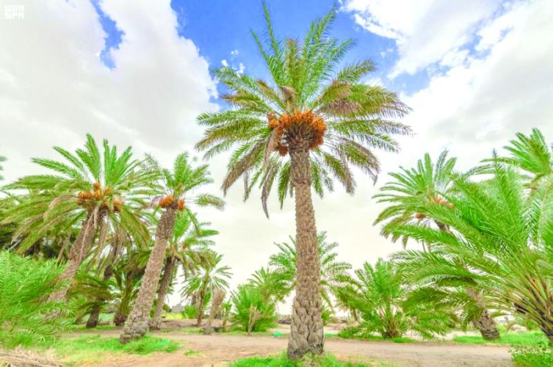 1.9 مليون نخلة «صفري» تزين أودية بيشة