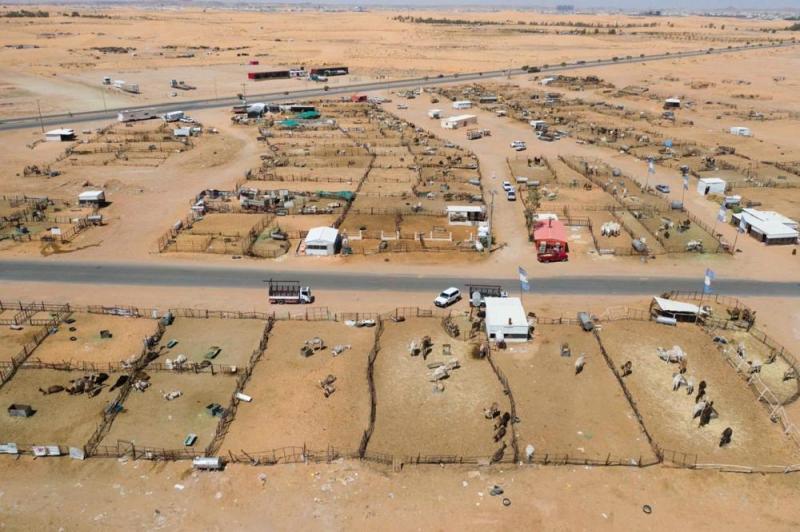 توسعة وتطوير سوق الإبل بسكاكا