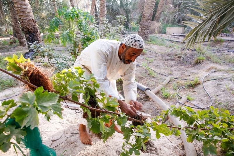 بواكير العنب ترافق الرطب على السفر الأحسائية