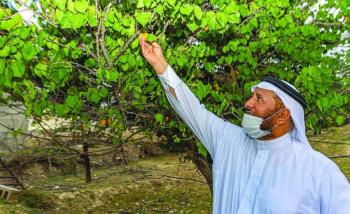المشمش.. فاكهة الصيف تثري أسواق عسير