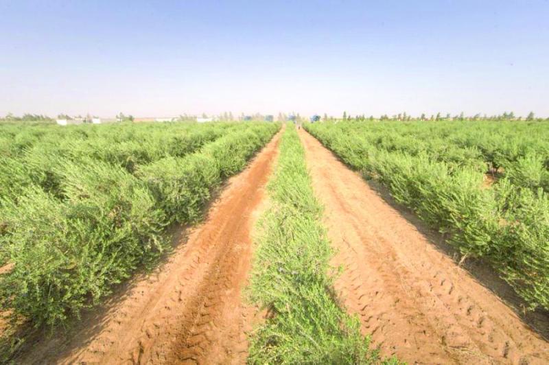 الجوف.. الأولى في زراعة الزيتون المكثف بالشرق الأوسط