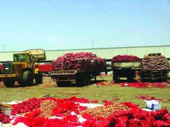 إحباط بيع 200 طن بصل فاسد بجدة